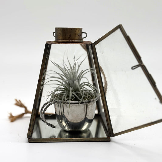 Sky Plant in Steel Teacup with Vintage Hanging Glass Case