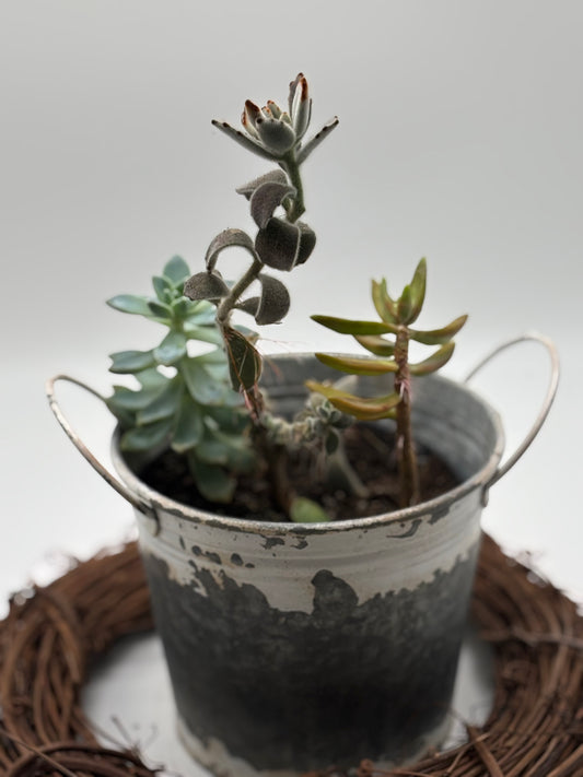 Brighten up your space with this two-year-old succulent arrangement, featuring Panda Ears, Indian Borage, and Golden Sedum. Fully established and thriving, she’s ready for her new home — don’t miss out!