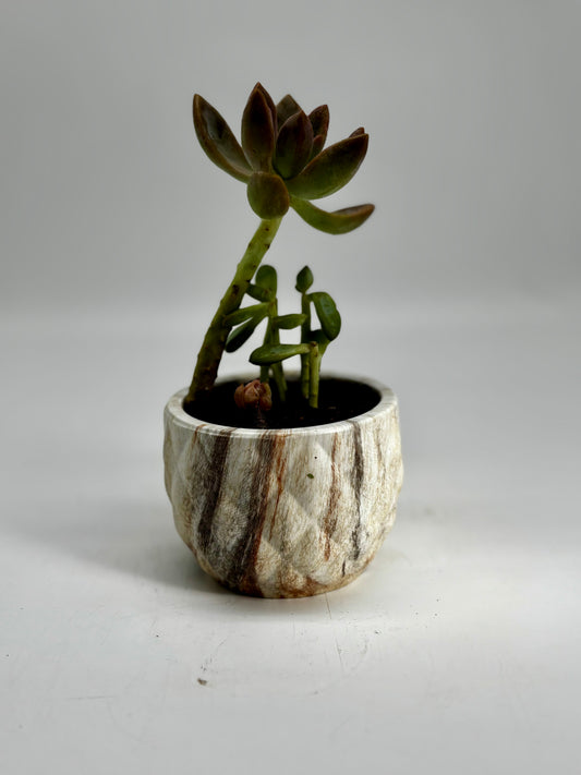 Pink and green Golden sedum in handmade clay pot