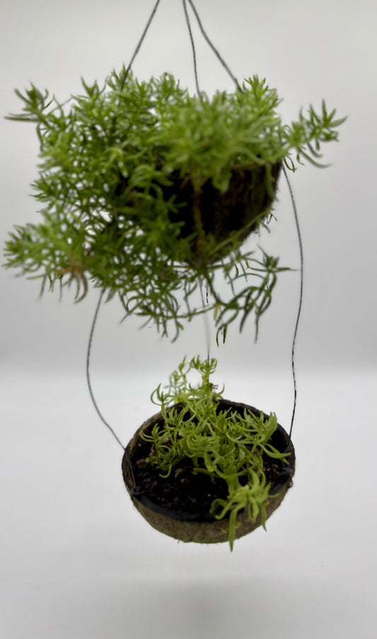 A hanging coconut shell decoration featuring Spanish Dill