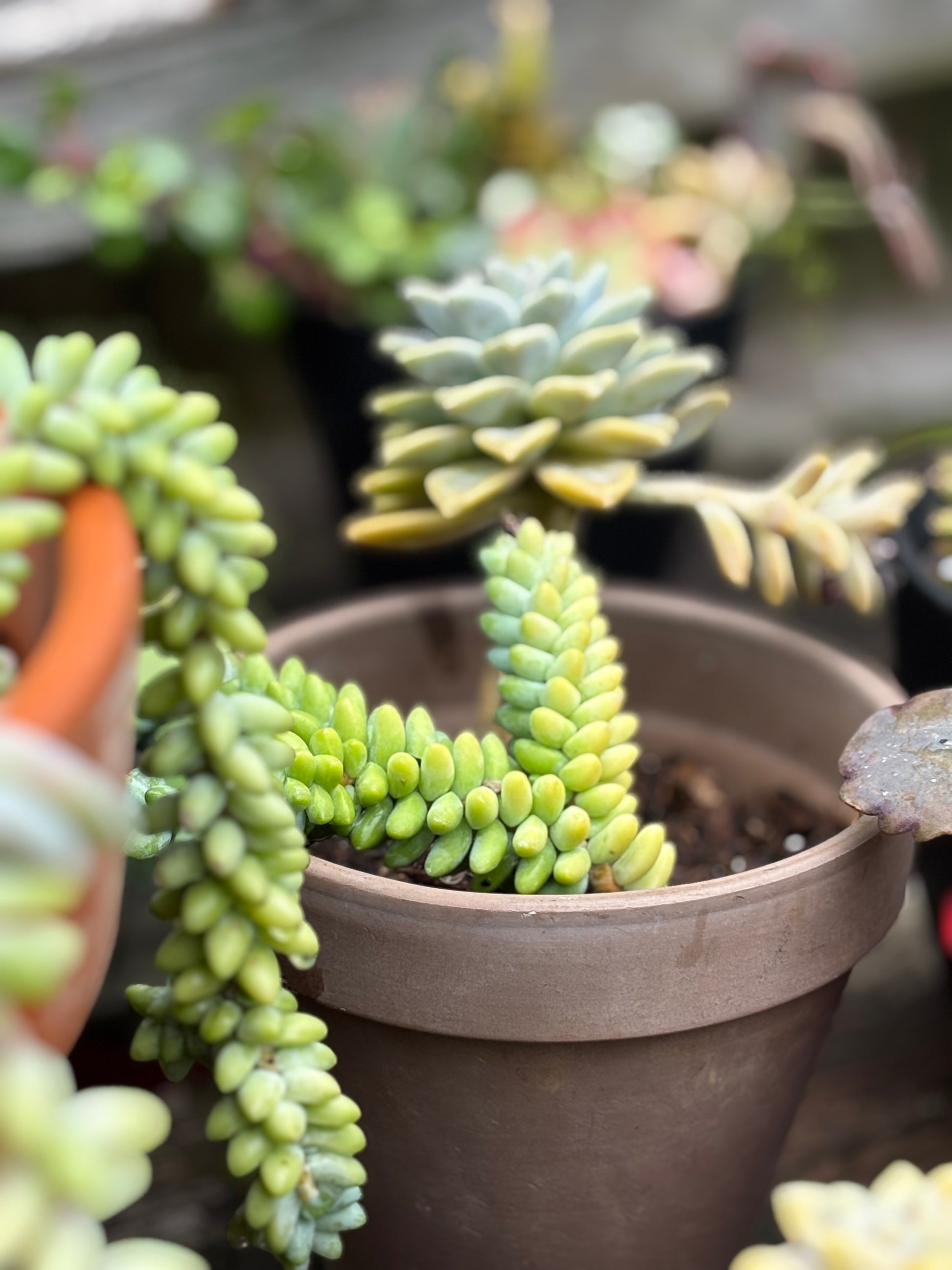 Close-up of a potted succulent plant with a blurred background