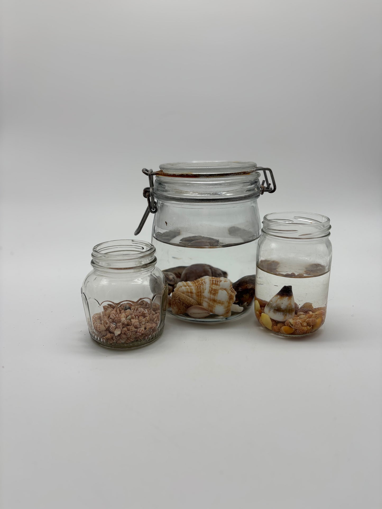 Hawai’i and Fijian Shell Collection