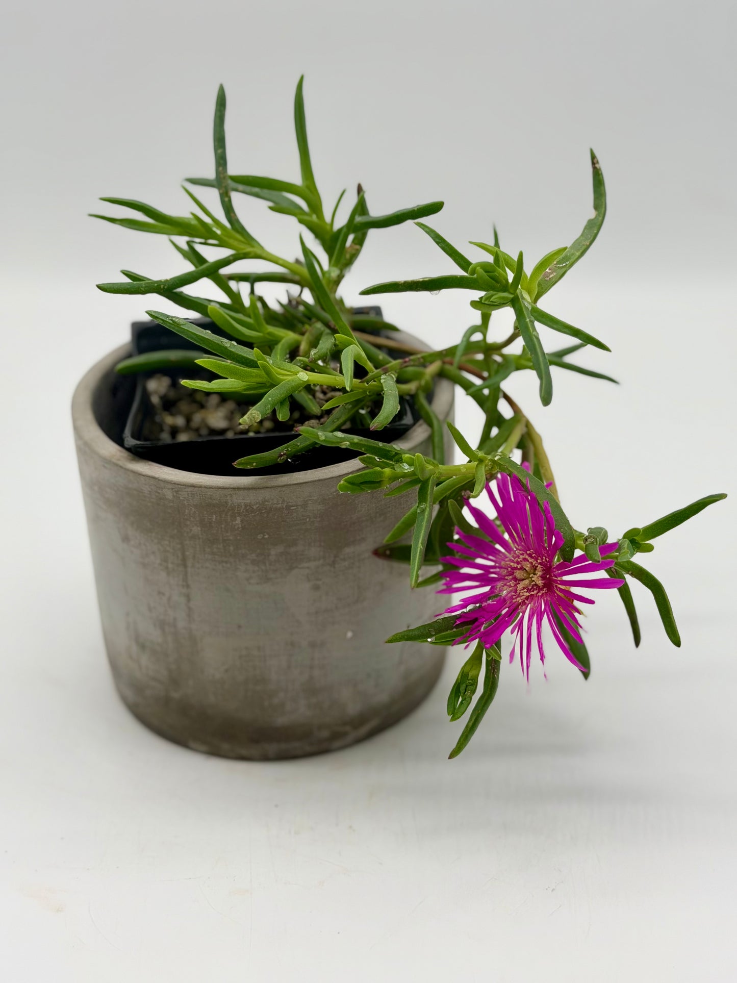 Purple Akulikuli in 4"