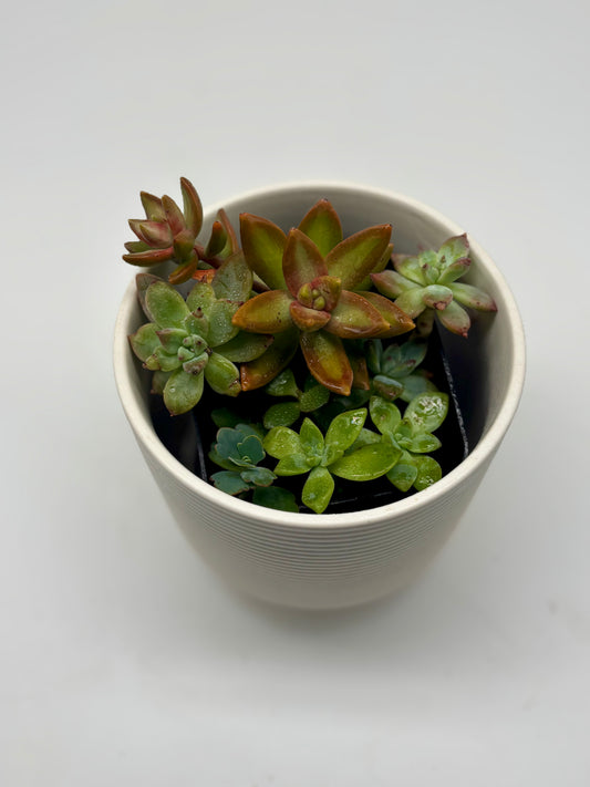 Elecheveria succulent arrangement in every color