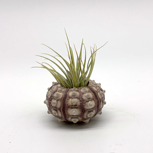 Sea Urchin Air Plant Holder