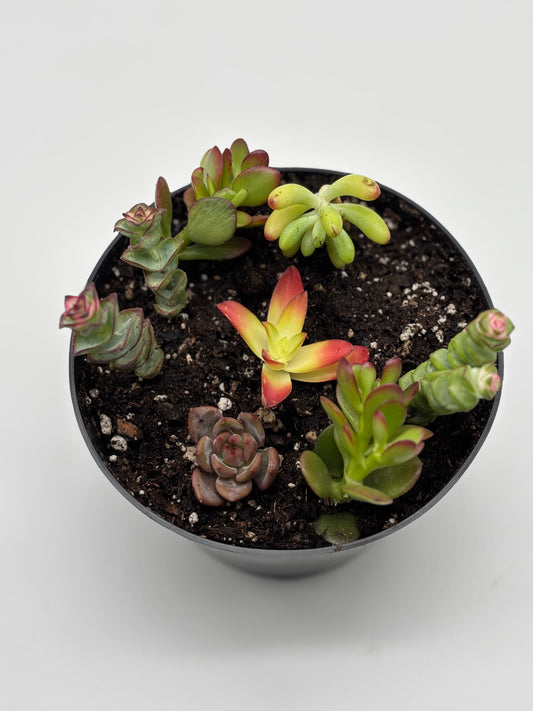 Showcased are the before and after photos of the latest arrangement, eagerly anticipated to flourish and grow
