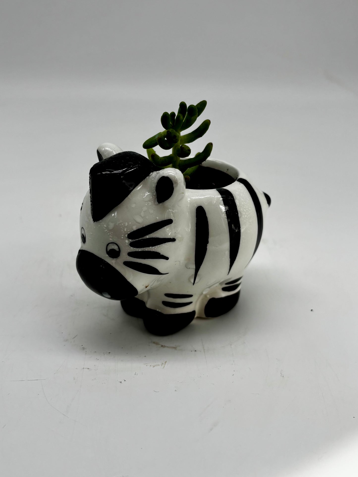 Mr. Zebra and White stonecrop in adorable animal figurine