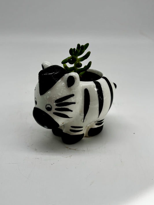 Mr. Zebra and White stonecrop in adorable animal figurine