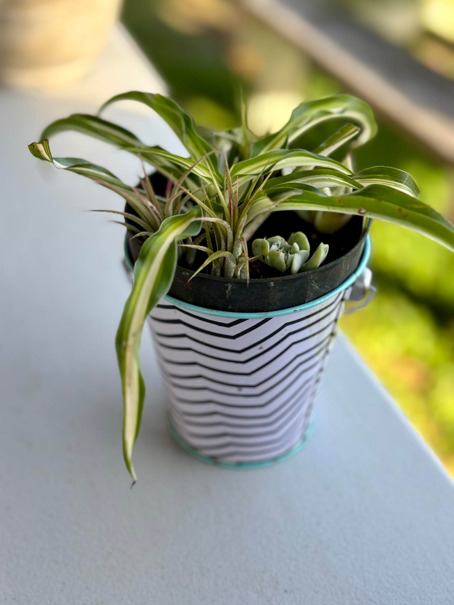 Spider plant in Kids Pail