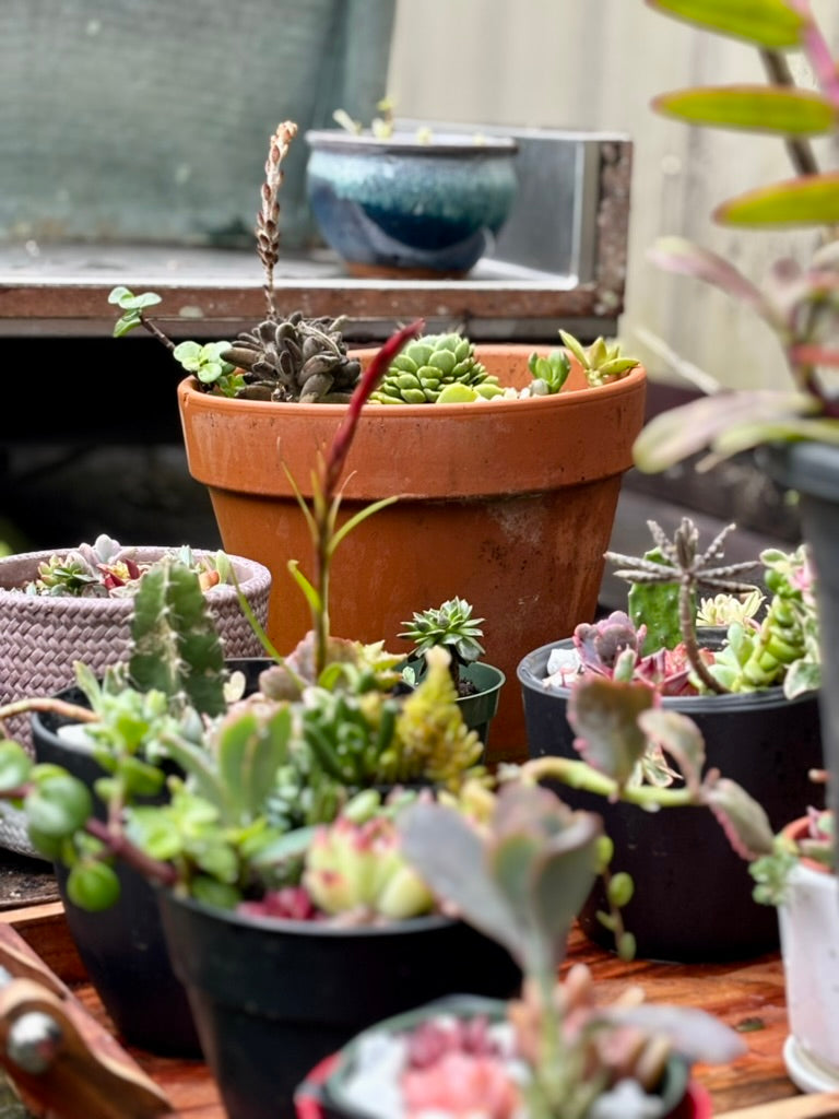 Large Donkey Tail Succulent Arrangement