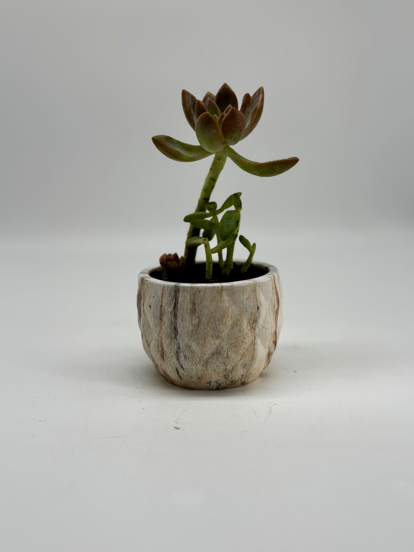 Pink and green Golden sedum in handmade clay pot
