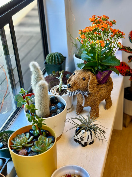 Store front window display 💝