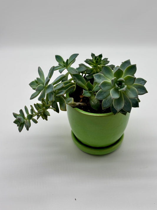 Live Echeveria Agavoides Succulent Arrangement in Stylish Green Drainage Pot – Perfect for Home or Office Décor