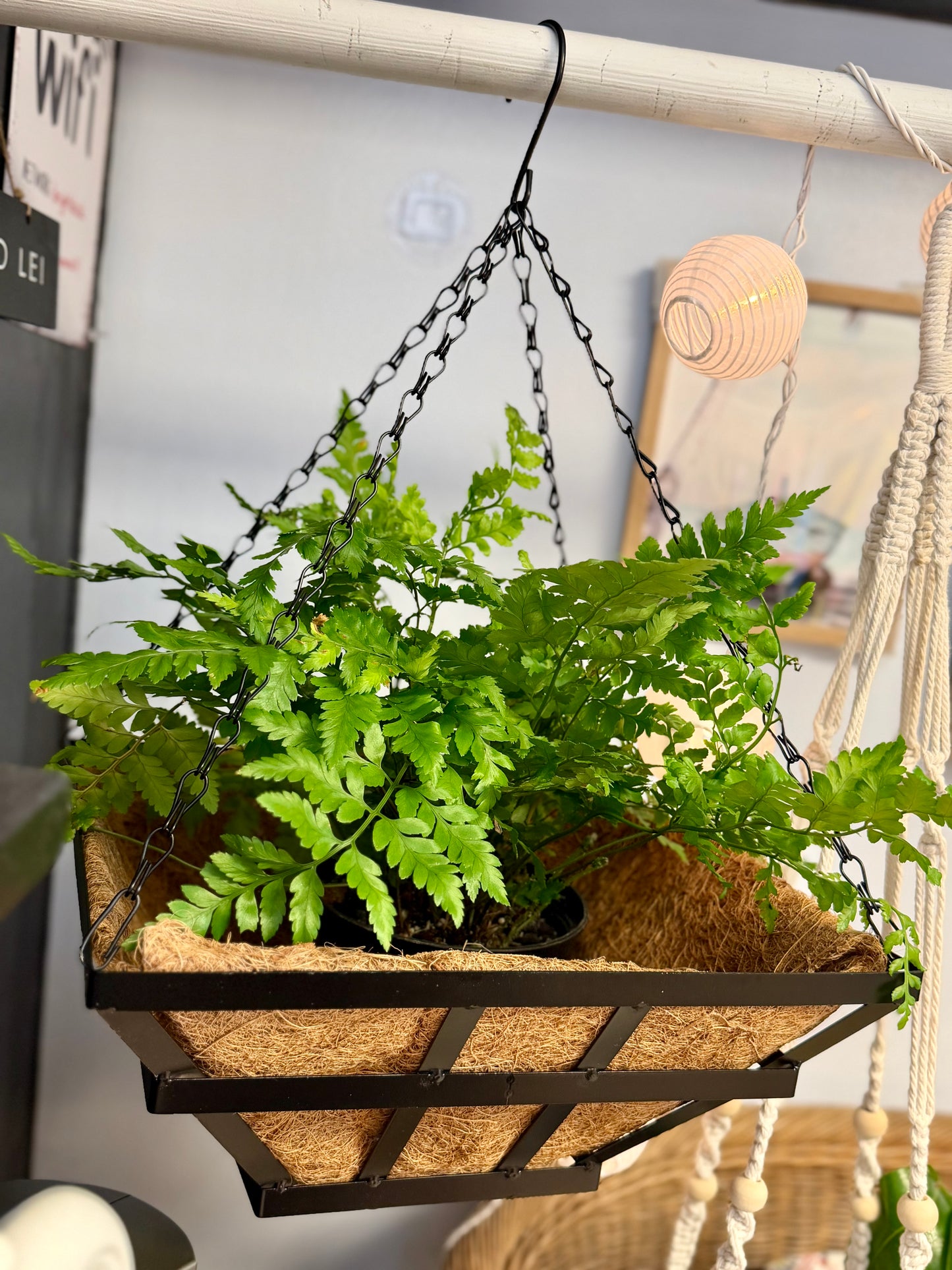 Leather leaf 🍃 Fern in hanging basket 🧺