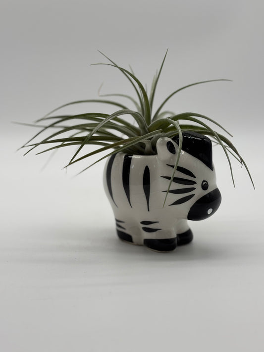 Adorable zebra 🦓 with giant air plant 🪴 fits perfectly on your bookshelf