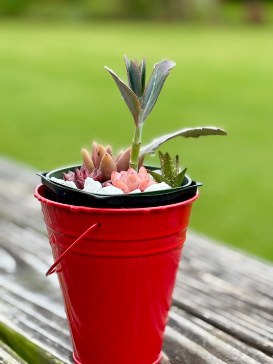 Echeveria colorata, Echeveria agavoides, Tiger Tooth Aloe, and Mother of Thousands in Red Tin Bucket