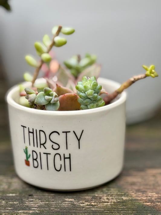 Whimsical Succulent Arrangements in Adorable Miniature Figurines