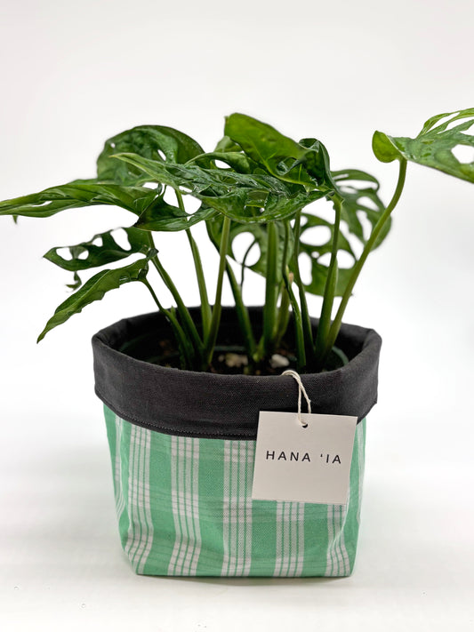 Monstera Adansonii in HANA ʻIA Green Plaid Planter