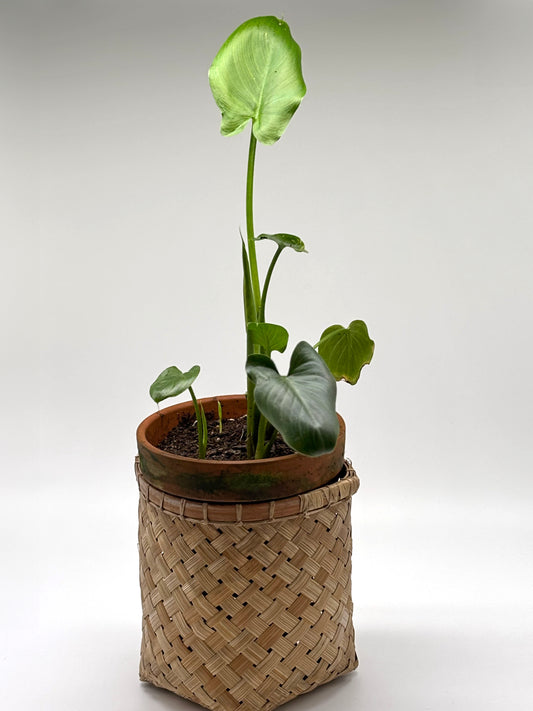 Calla Lily in Terra Cotta with Lauhala Wrap