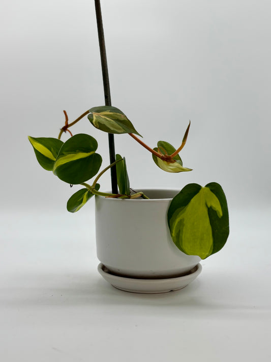 Up, up, and growing! Our Heartleaf Philodendron is claiming her new shelf