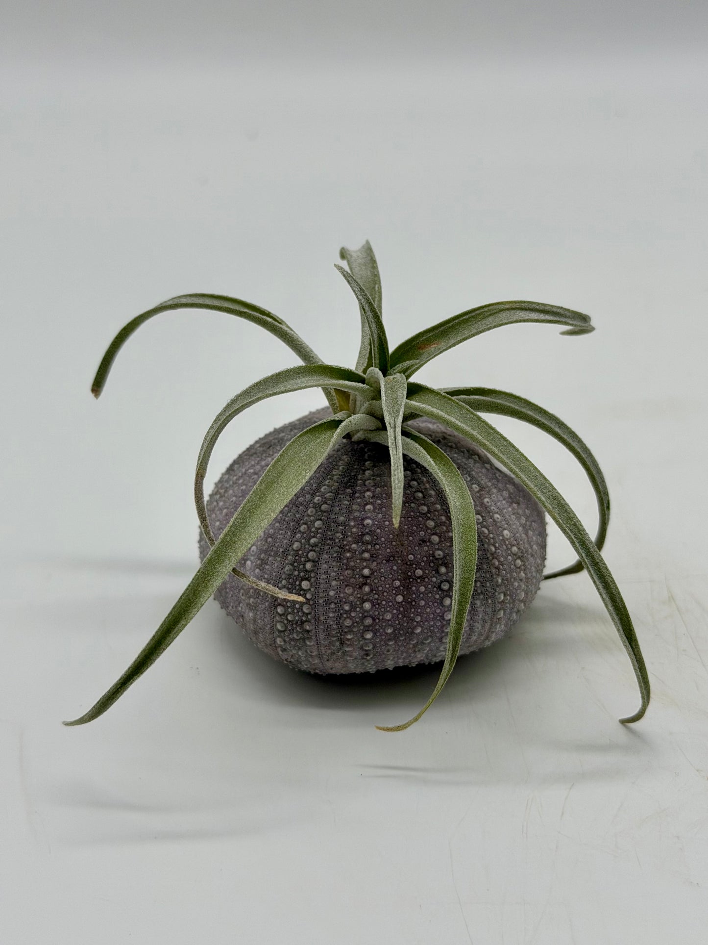 Sky/Air Plant in Sea Urchin