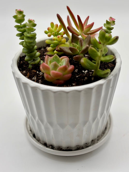 Fresh drop—succulent arrangements in chic white octagonal pots