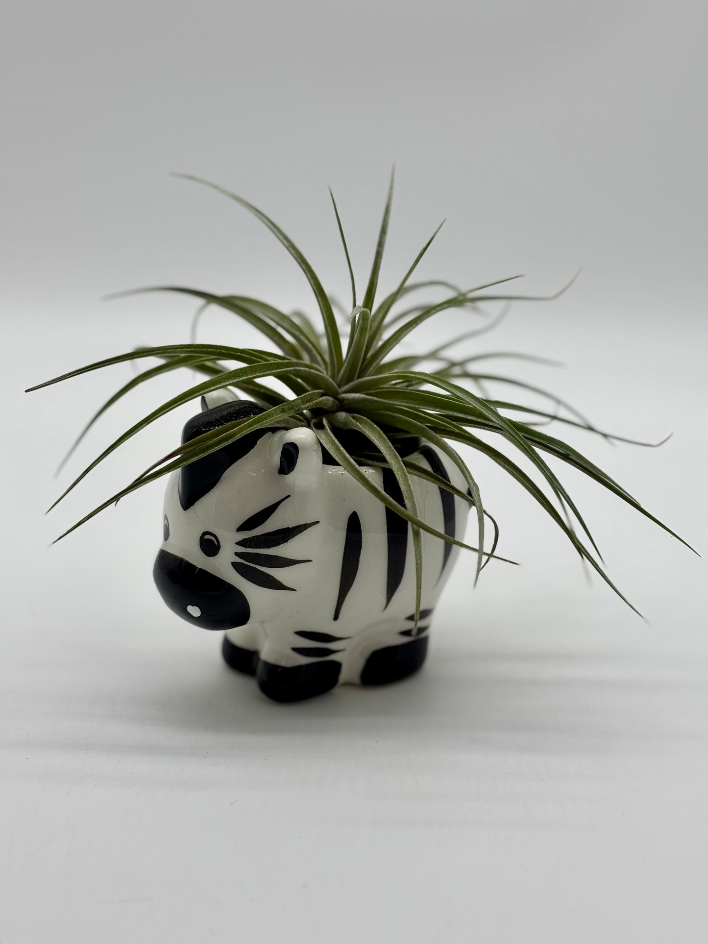 Adorable zebra 🦓 with giant air plant 🪴 fits perfectly on your bookshelf