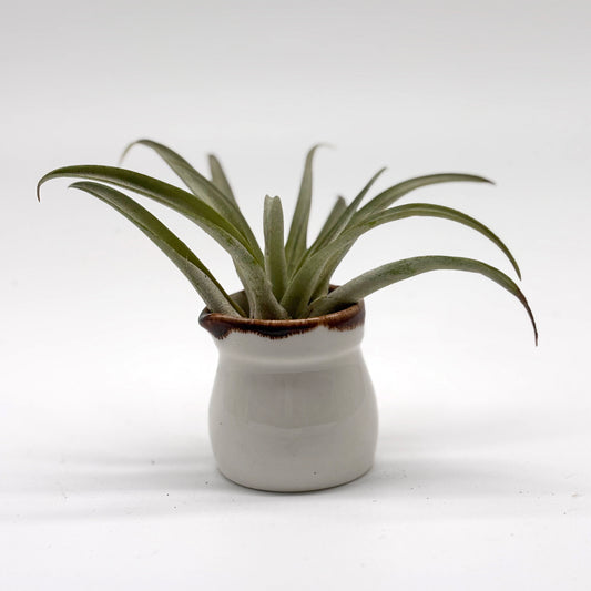 Flower of the Air – Tillandsia in Tiny Creamer Trinket