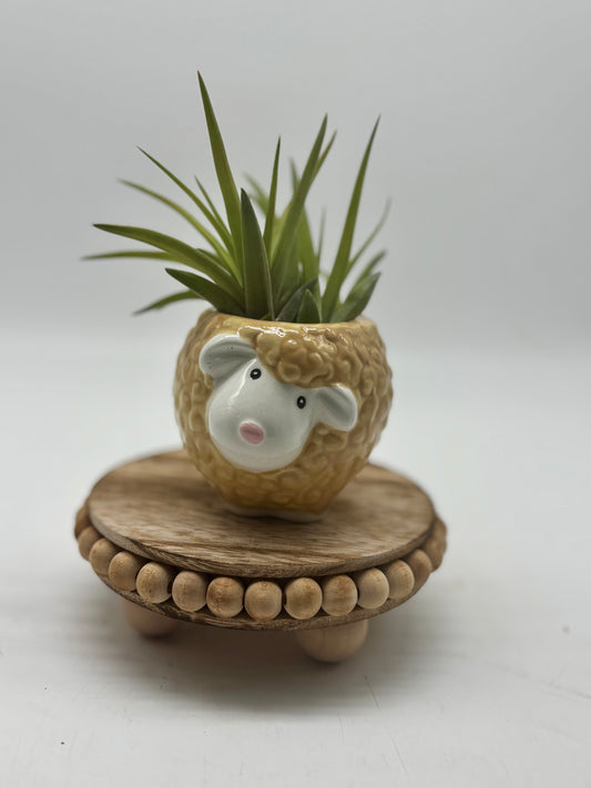 Mr. Sheep in Air Plant