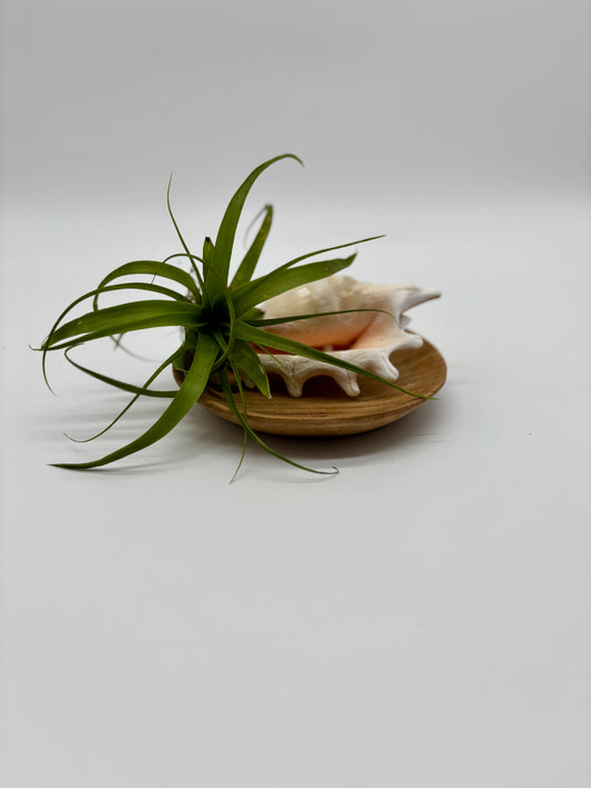 Ghost air plant nestled in Fijian seashell