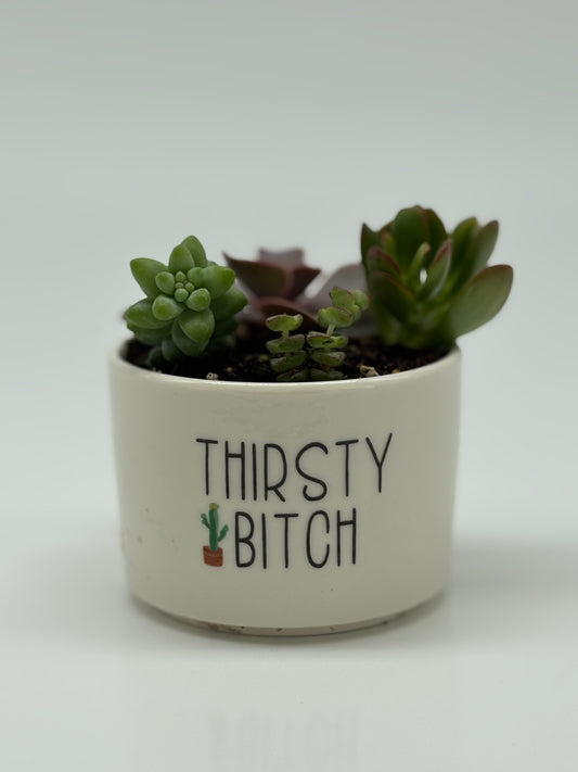 Funny Pottery filled with succulent arrangement