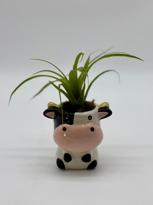 Shelf buddy alert! 🐮 Mr. Cow and his Giant Air Plant ‘do’ are ready to join your space