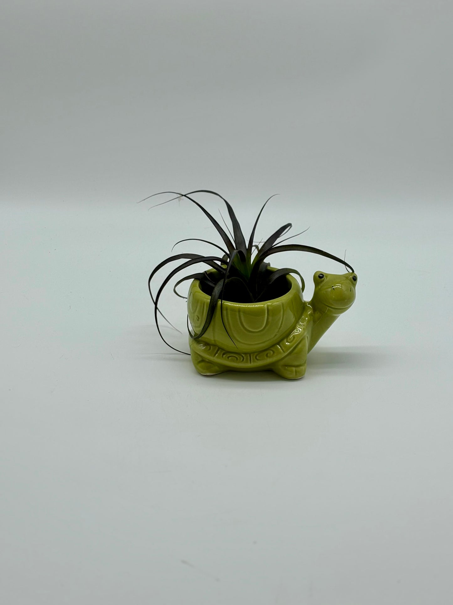 Add a pop of purple to your space! Mr. Turtle and his Tillandsia are low-maintenance, indoor-ready, and looking for a new home—grab yours today!
