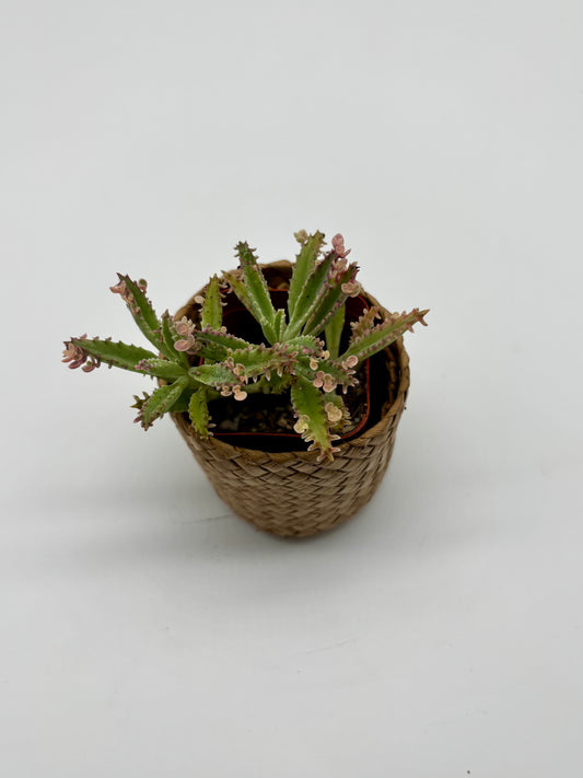 Charming Alligator Plant in Small Woven Coaster