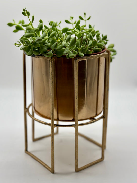 A lush jade plant flourishing in a tall, golden planter
