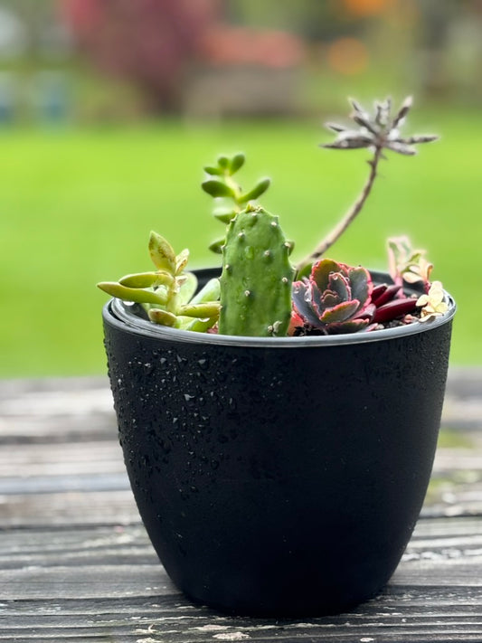A show-stopping succulent display, blending the bold colors of Drooping Pricklypear with the timeless charm of Donkey Tail, Red Pagoda, and others