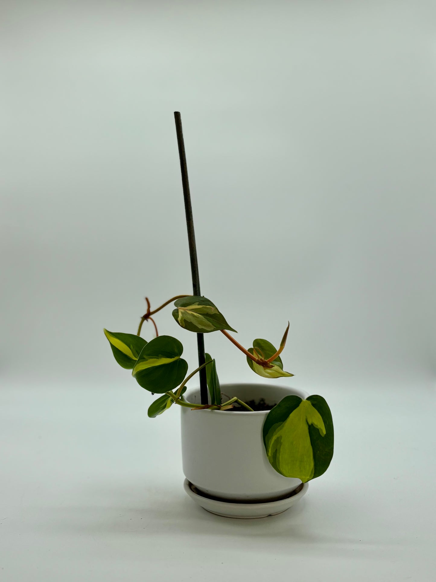 Up, up, and growing! Our Heartleaf Philodendron is claiming her new shelf
