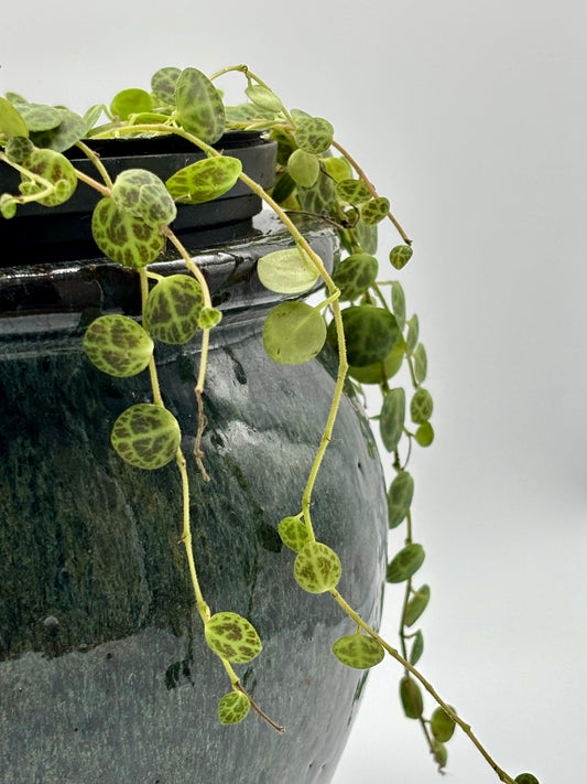 Watch as the Trailing Jade spills over its ceramic pot with effortless charm