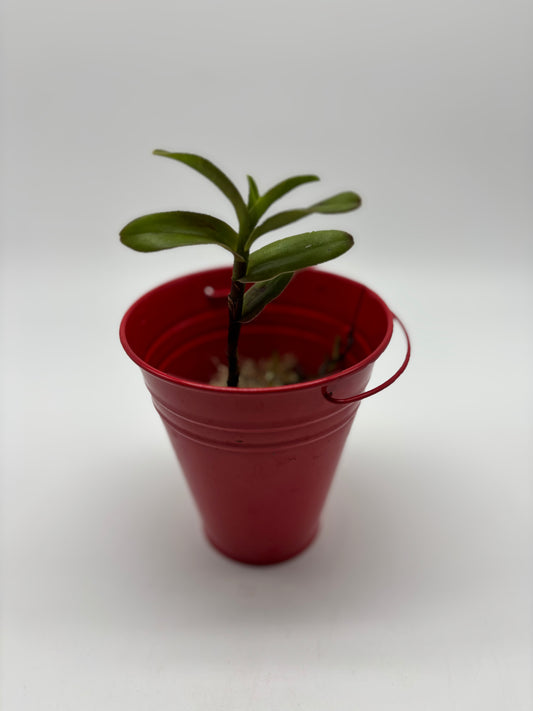 Crucifix Orchid in Red Children’s Pail