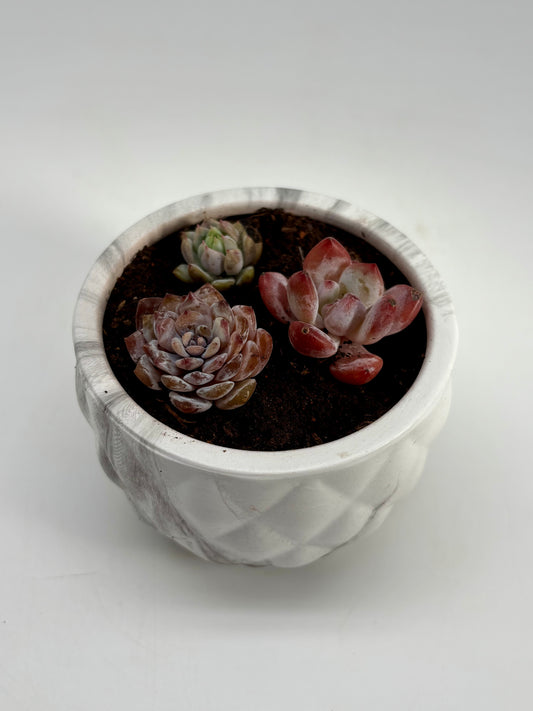Red and pink Wax agave starters in clay pot with drainage