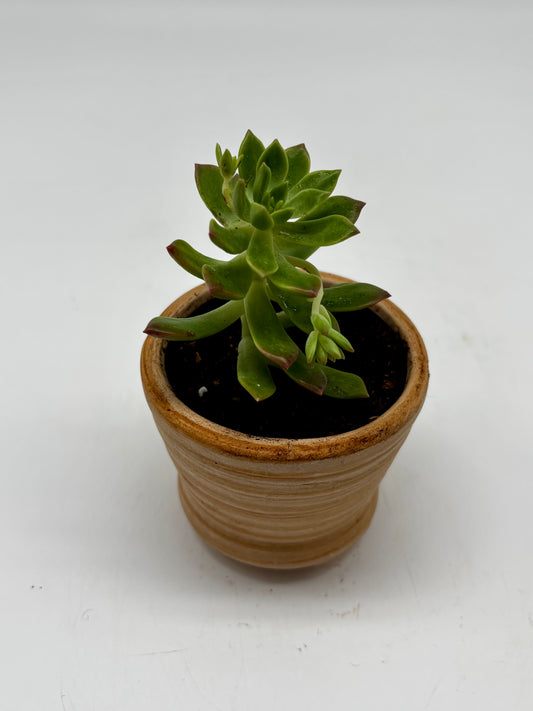 Adorable Wax Agave in Clay Pot with drainage