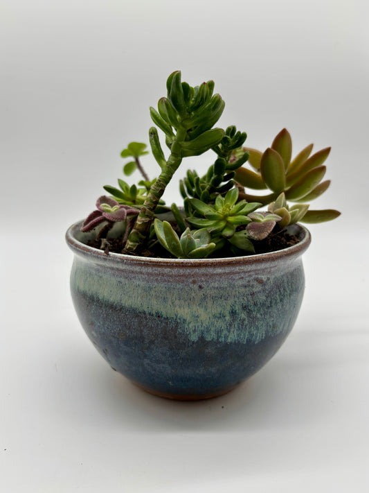 A show-stopping succulent display, blending the bold colors of Red Pagoda with the timeless charm of Stonecrop