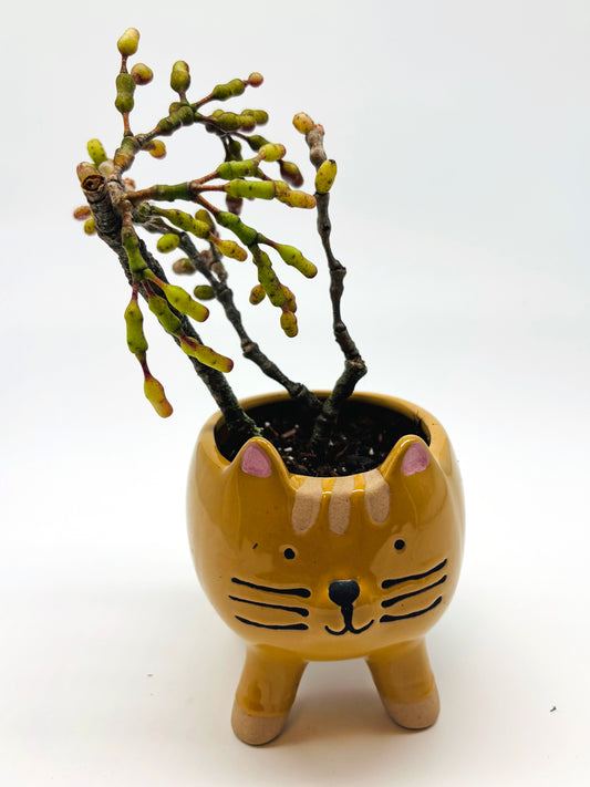 Dancing Bones Cactus in Kitty Cat Planter
