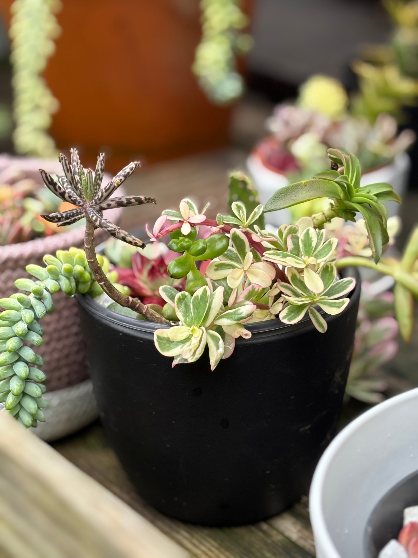 A show-stopping succulent display, blending the bold colors of Drooping Pricklypear with the timeless charm of Donkey Tail, Red Pagoda, and others