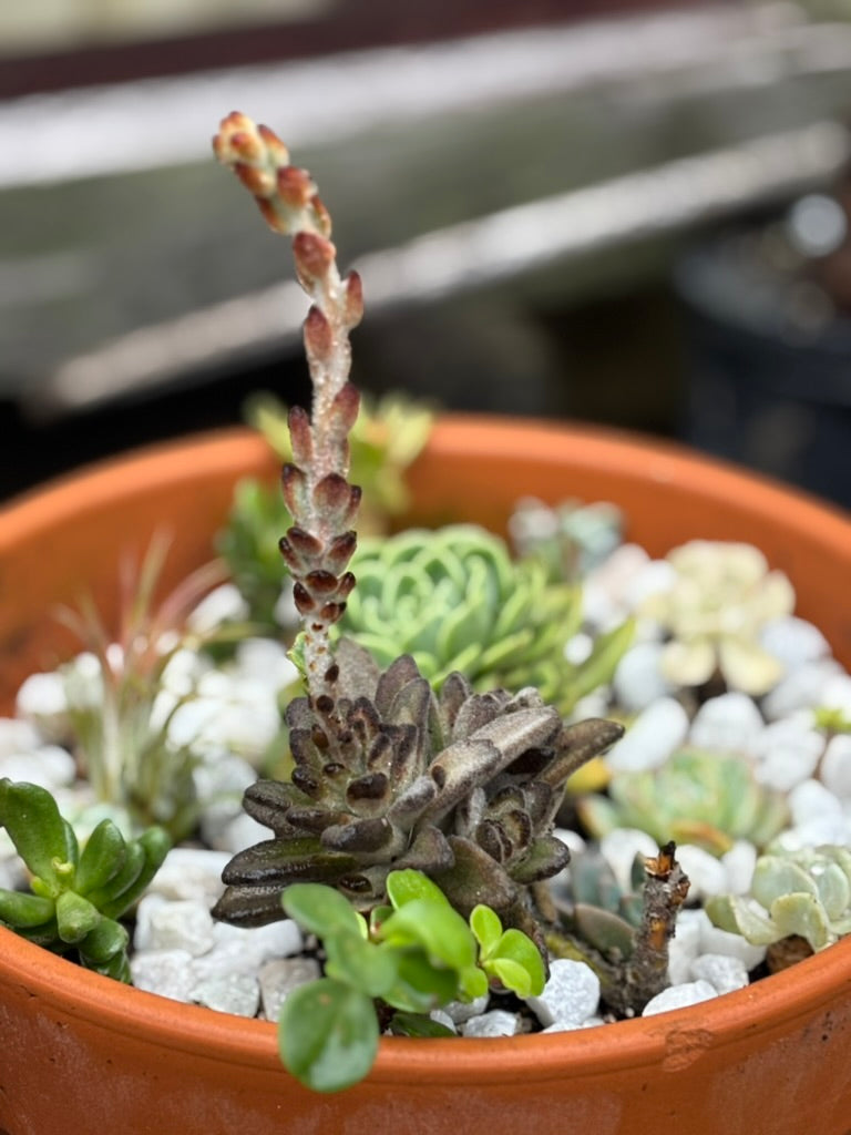 Large Donkey Tail Succulent Arrangement