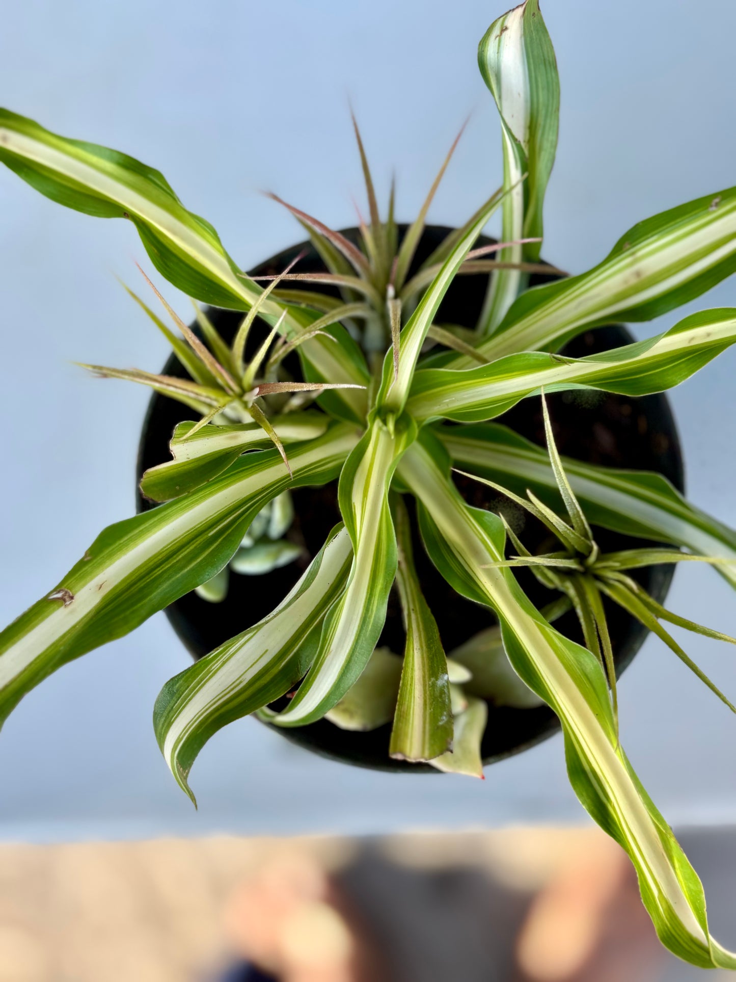 Spider plant in Kids Pail