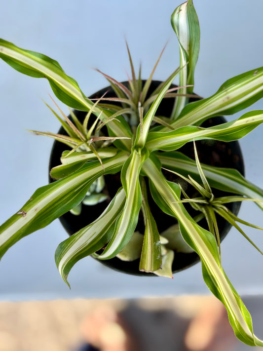 Spider plant in Kids Pail