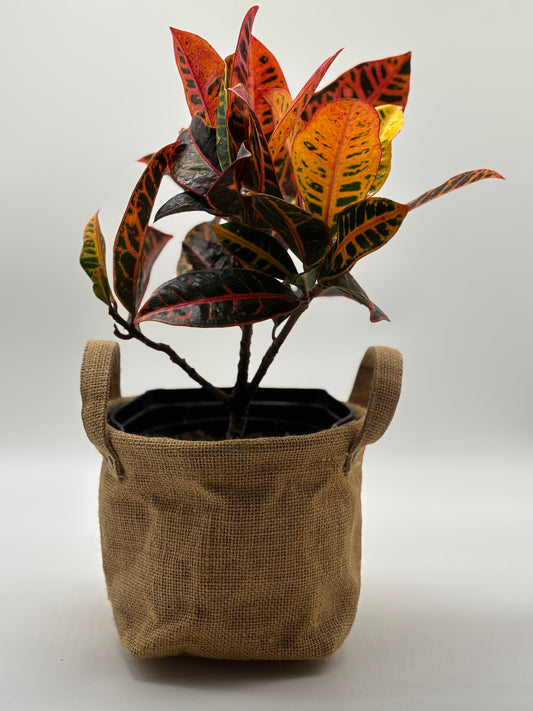 Looking for a plant that’s both vibrant and low-maintenance? The Garden Croton is your perfect match. It enjoys full sun, needs minimal watering, and adds a splash of tropical color wherever it grows.