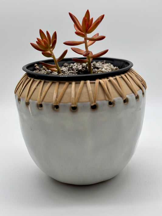 Tiny pot, big vibes! 🍊 Grab your Orange Golden Sedum starter in a new Hem & Haven pot today