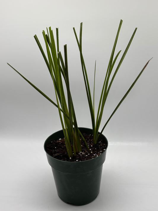 Native Hawaiian 'Uki'Uki---flourishing, rooted, and ready for the ground